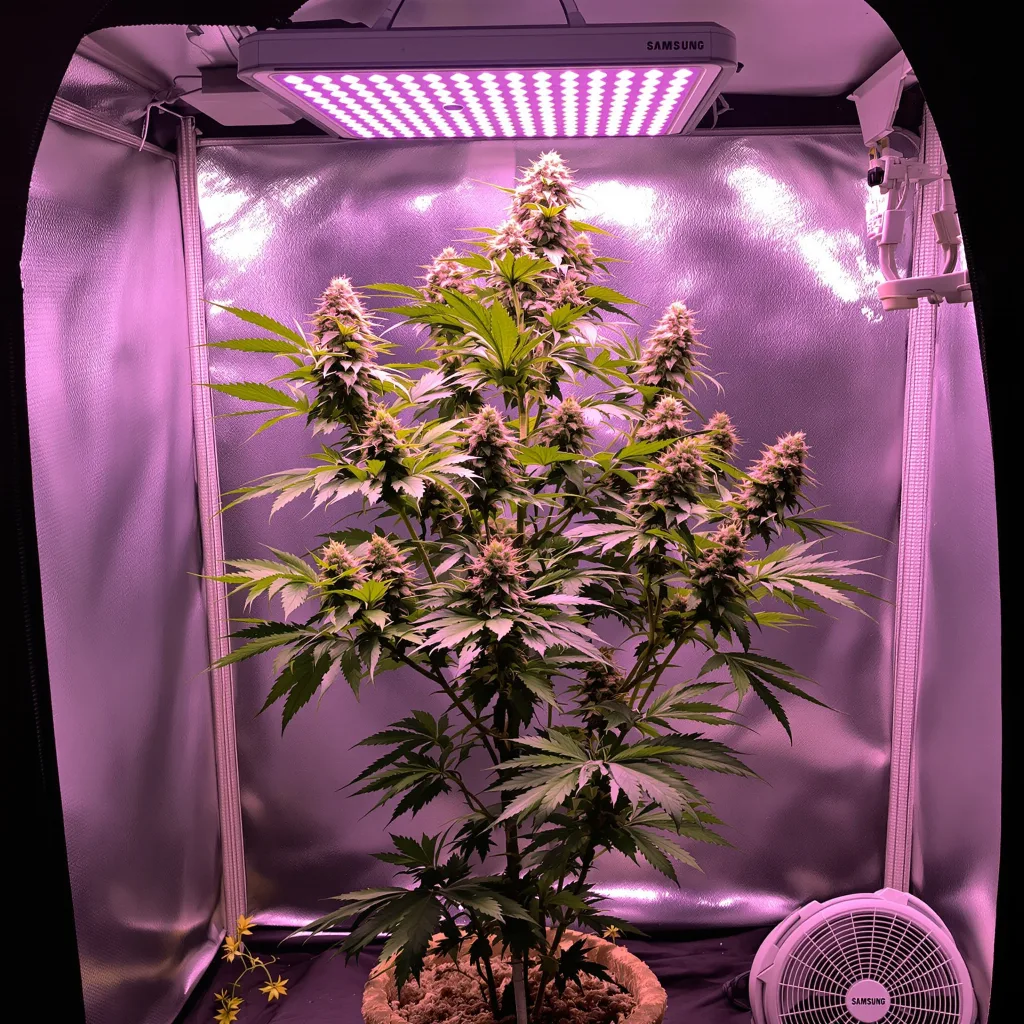 $100 OG cannabis plant in flowering stage — 120-180 cm feminised