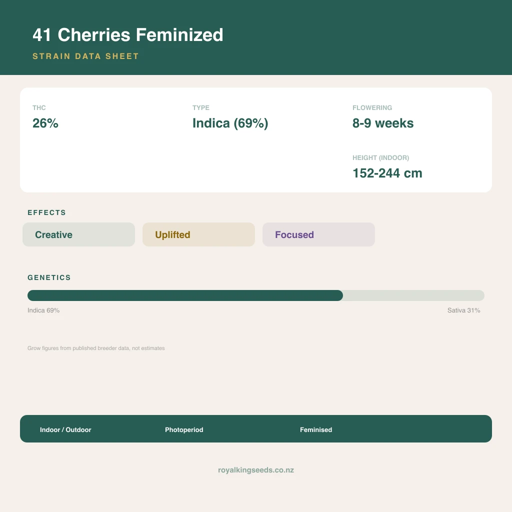 41 Cherries 69% indica / 31% sativa flower with visible trichomes