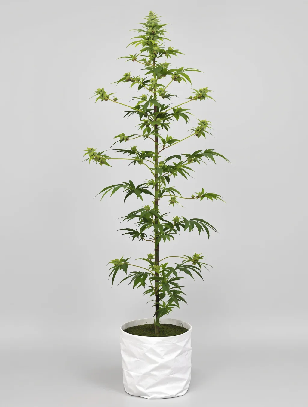 707 Headband cannabis seeds packaging — Royal King Seeds New Zealand