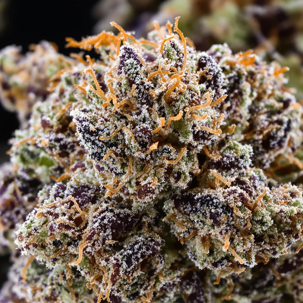 9 Pound Hammer cannabis bud close-up showing dense purple-tinged calyxes