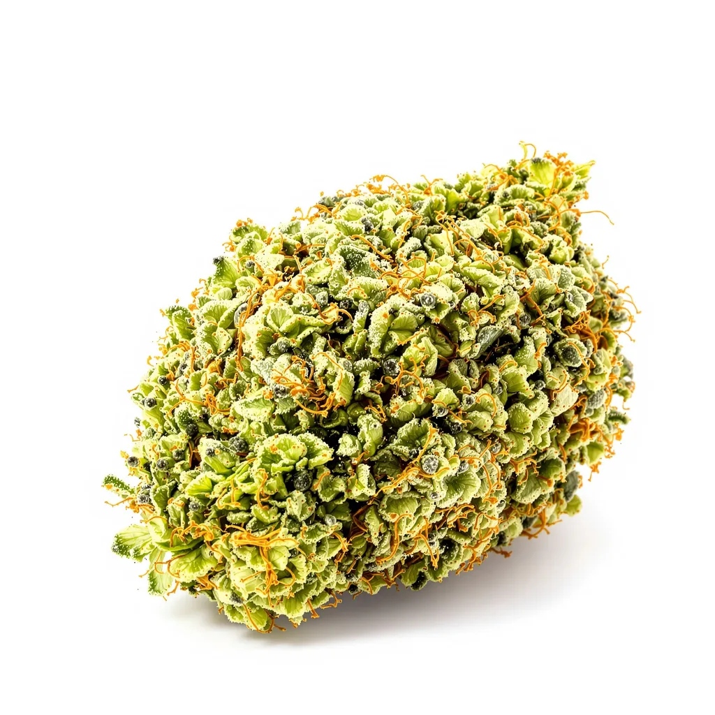 Acapulco Gold 20% indica / 70% sativa flower with visible trichomes