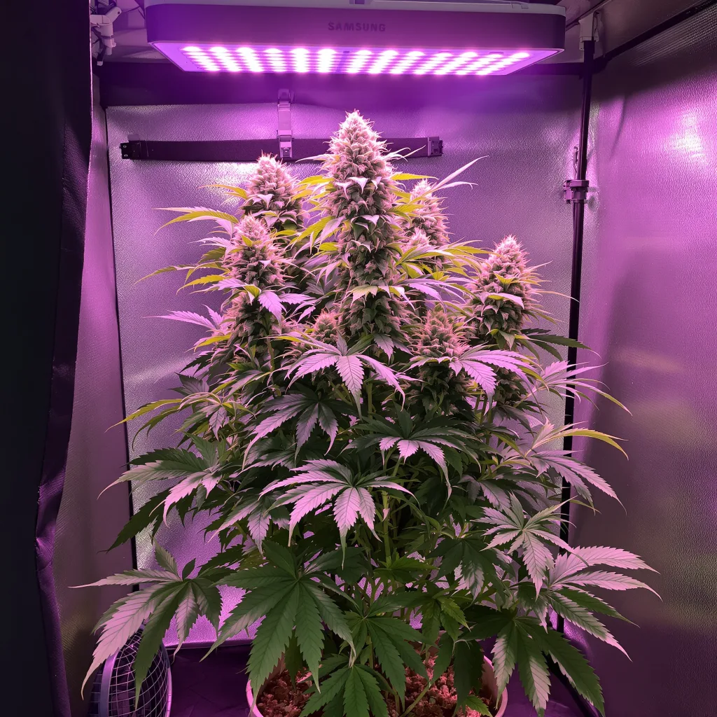 Ace Killer OG cannabis plant in flowering stage — 60-100 cm autoflower