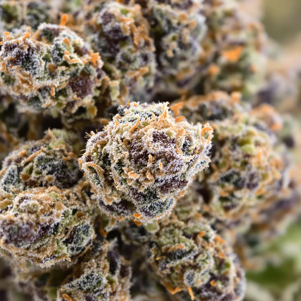 Ace of Spades cannabis bud close-up showing dense purple-tinged calyxes