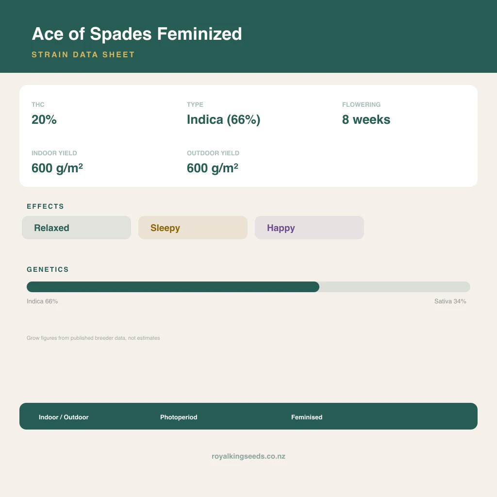 Ace of Spades 66% indica / 34% sativa flower with visible trichomes