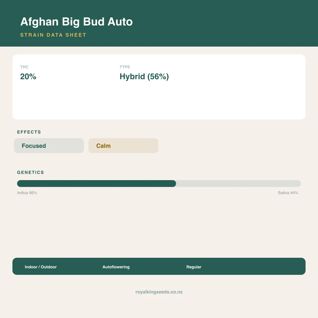 Afghan Big Bud 56% indica / 44% sativa flower with visible trichomes