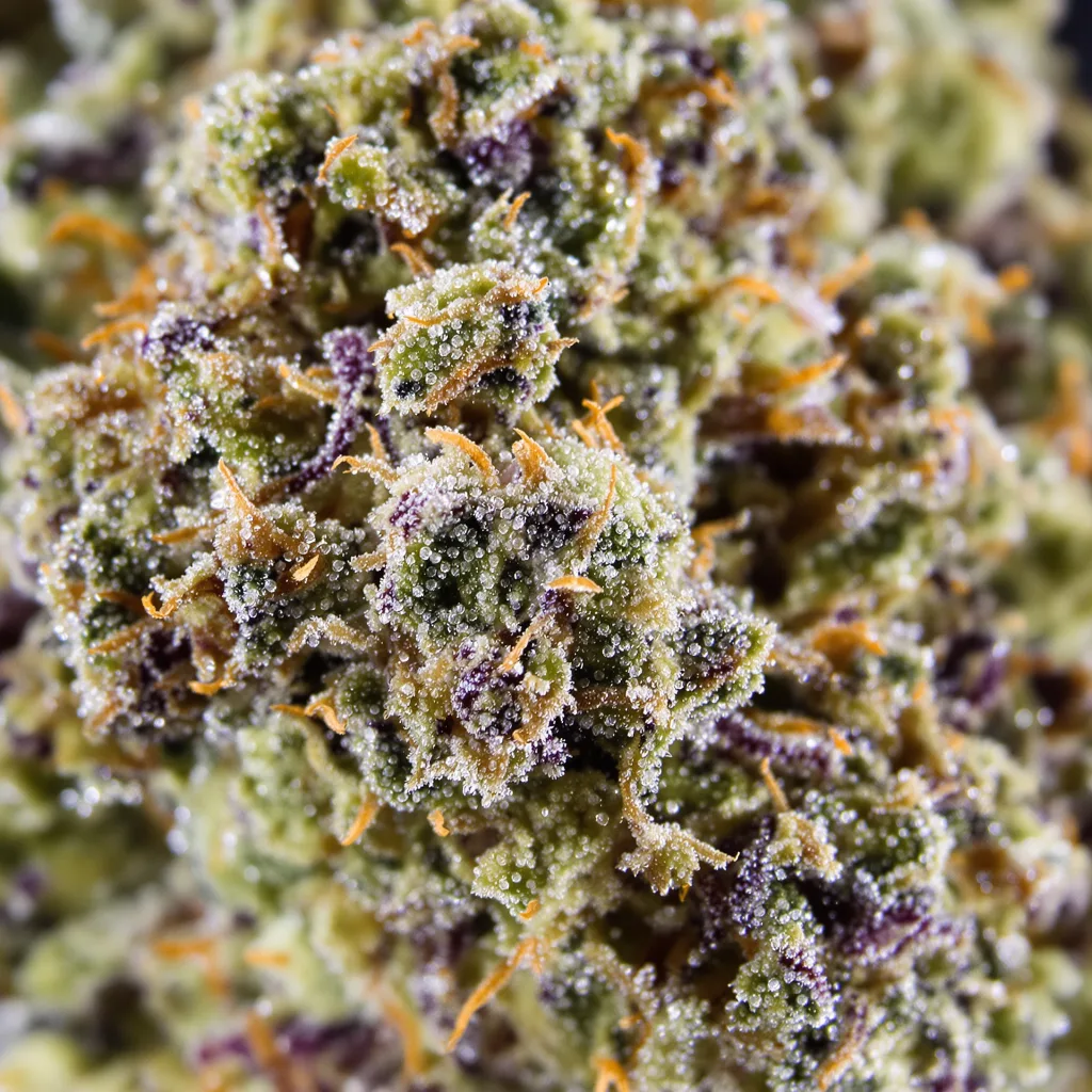 Afghan Big Bud cannabis bud close-up showing balanced bud structure with frosted trichomes