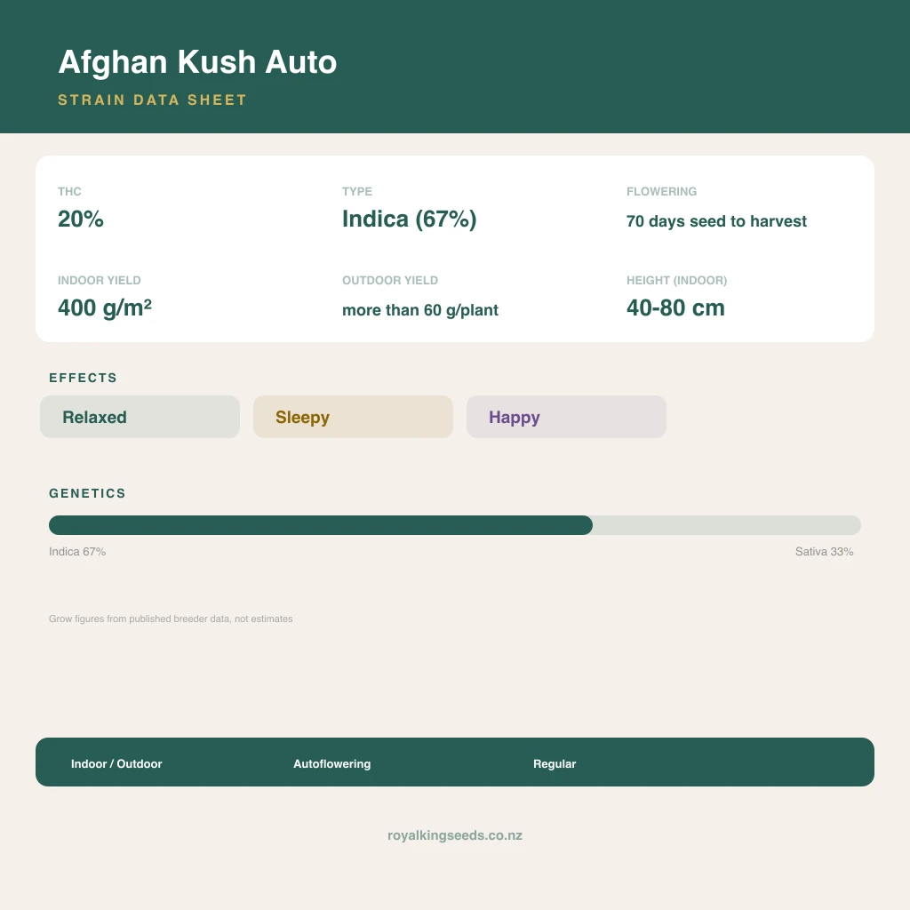 Afghan Kush 67% indica / 33% sativa flower with visible trichomes