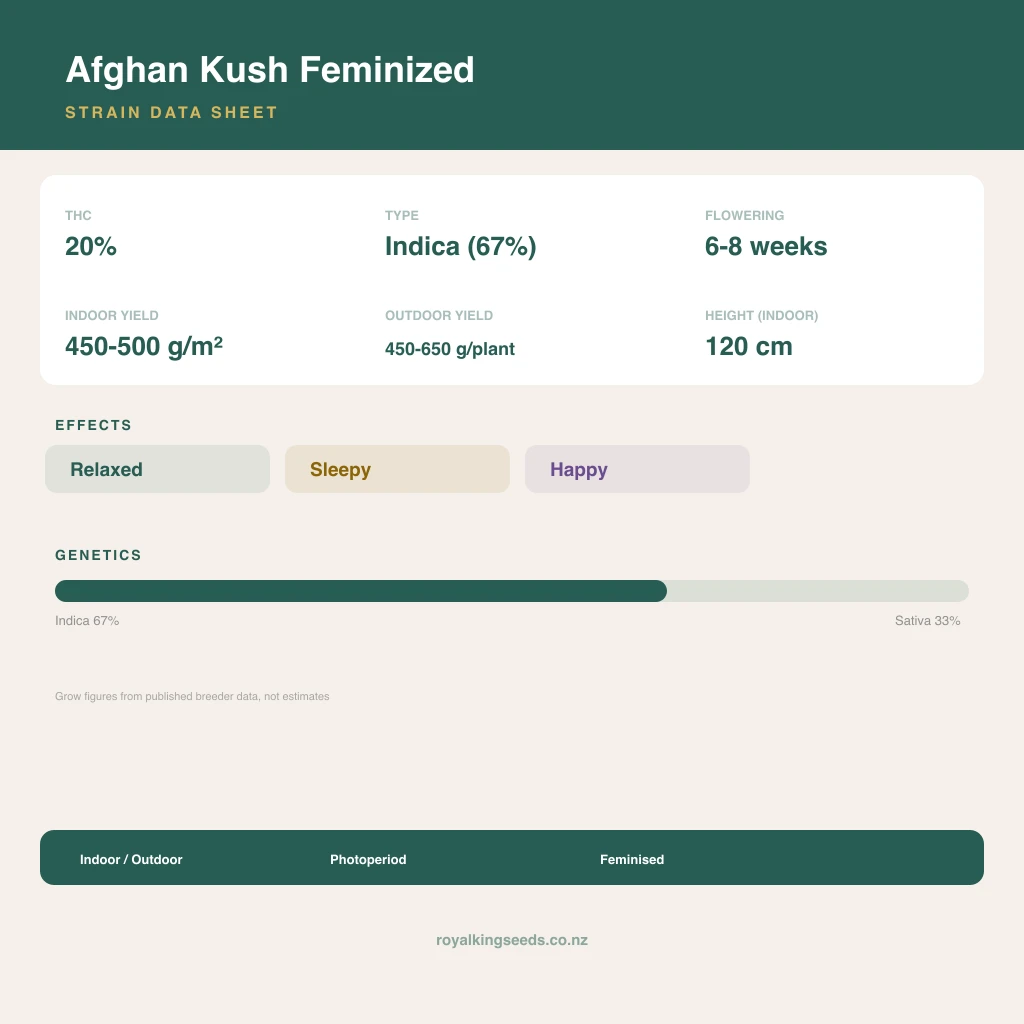Afghan Kush 67% indica / 33% sativa flower with visible trichomes