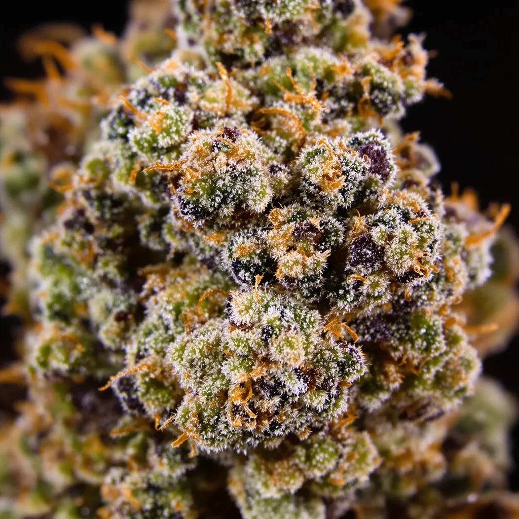 Afghan Skunk cannabis bud close-up showing dense purple-tinged calyxes