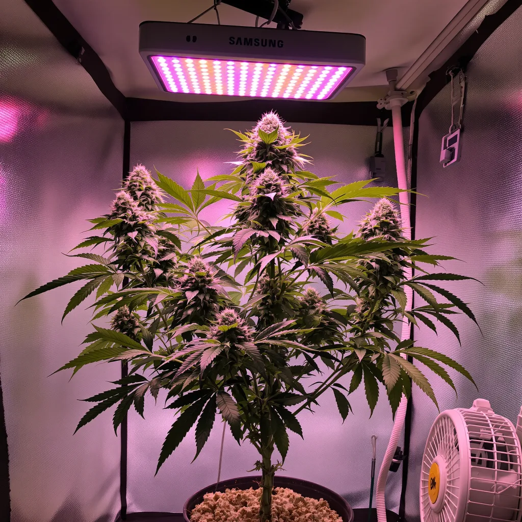 Afghani Bullrider cannabis plant in flowering stage — 90-130 cm feminised