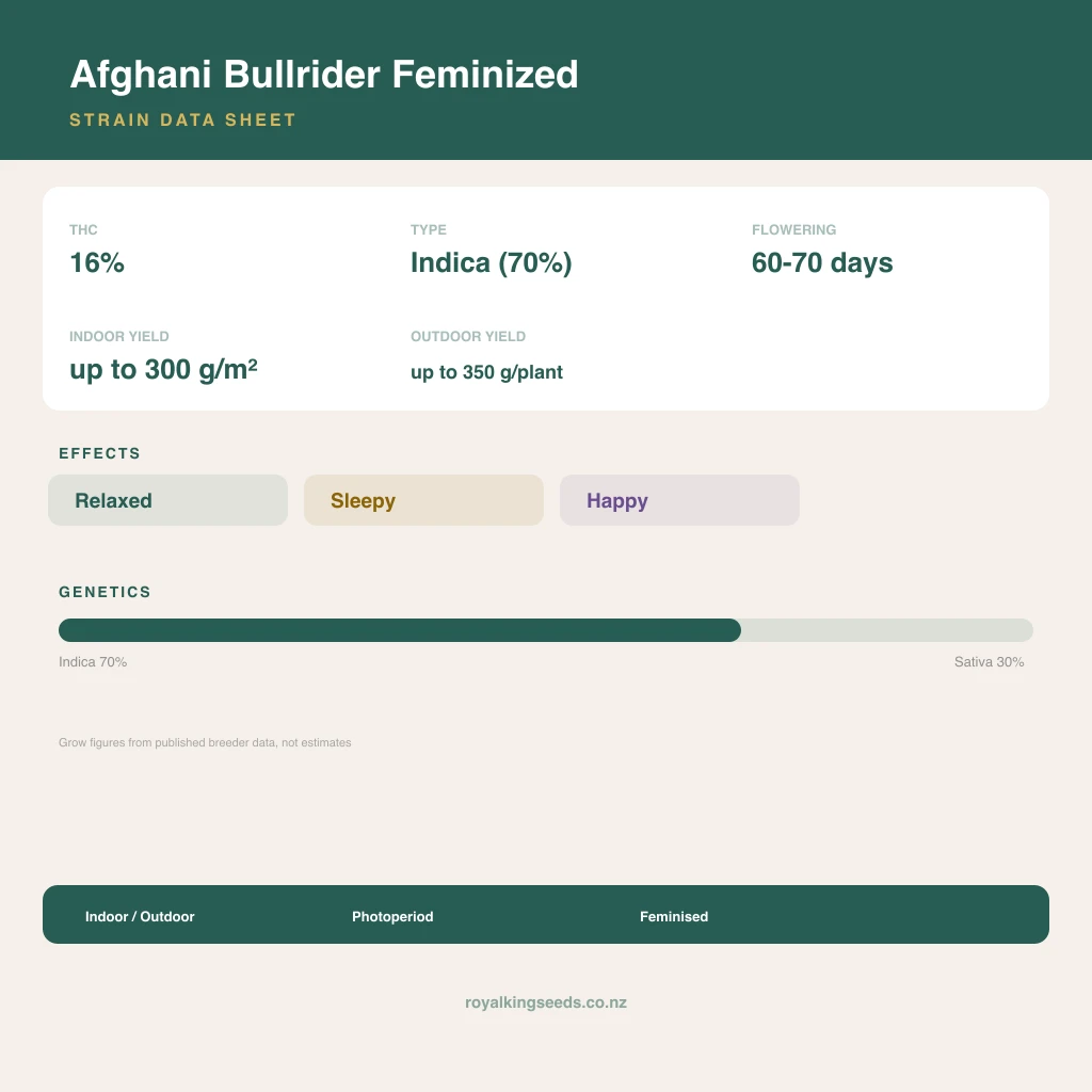 Afghani Bullrider 70% indica / 30% sativa flower with visible trichomes