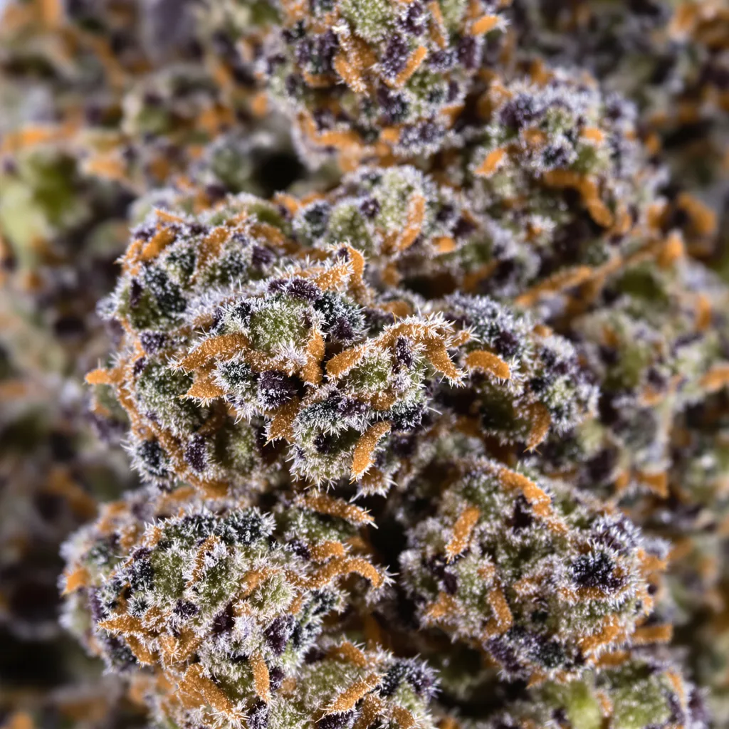 Afghani Bullrider cannabis bud close-up showing dense purple-tinged calyxes