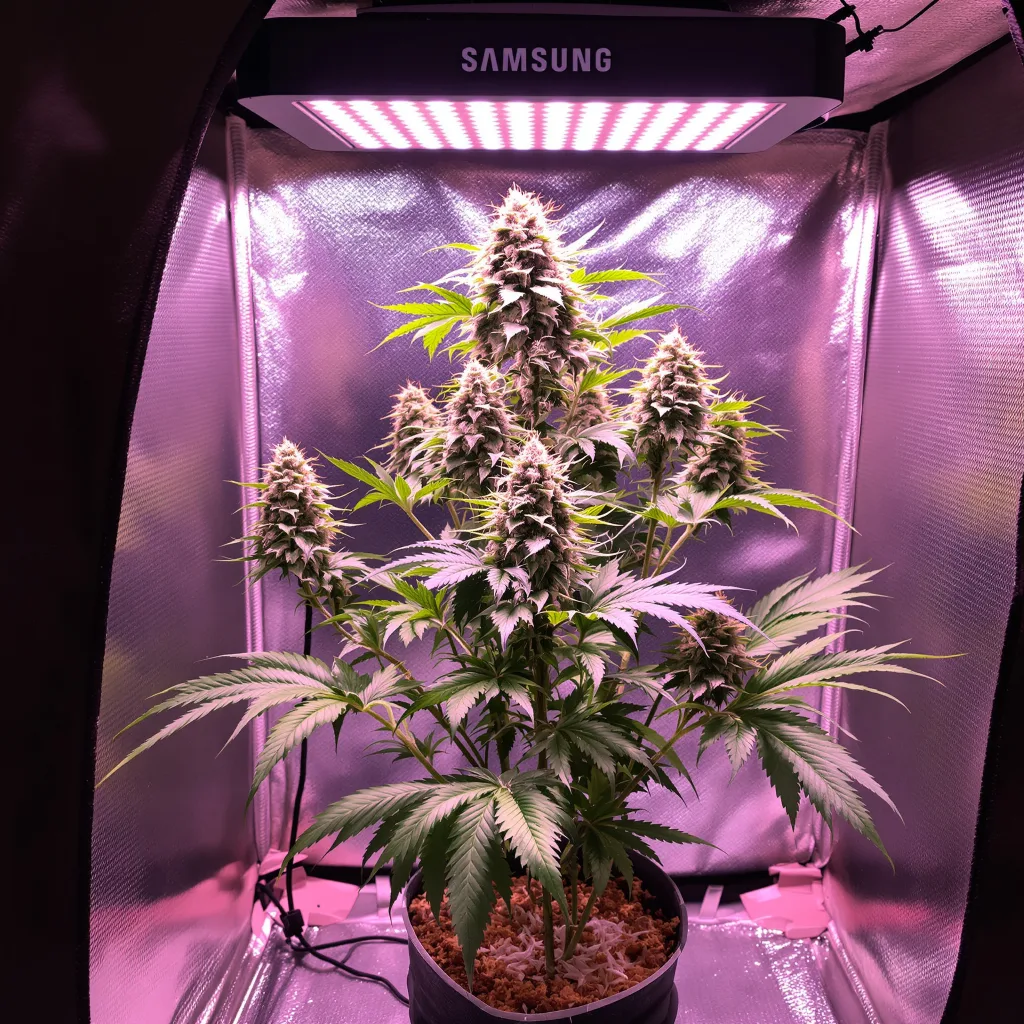 Afpak cannabis plant in flowering stage — 90-130 cm feminised