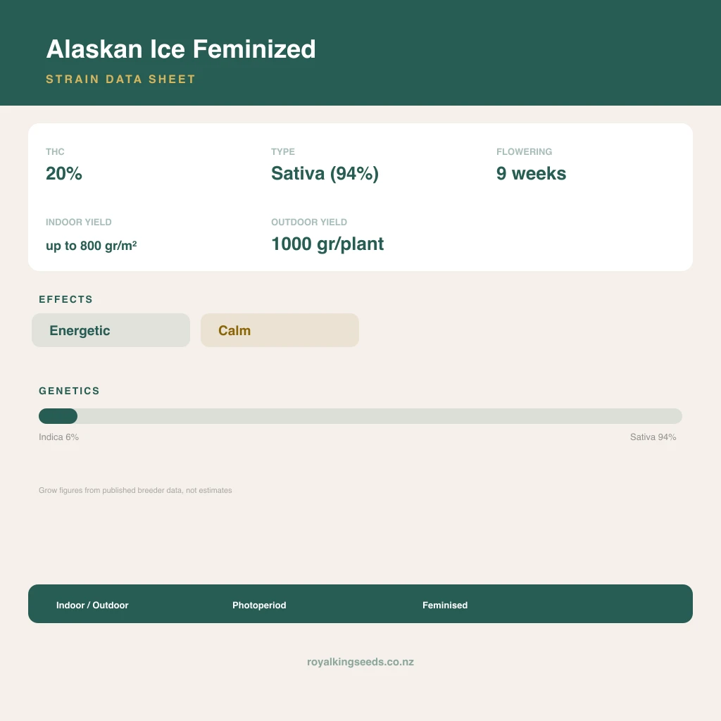Alaskan Ice 6% indica / 94% sativa flower with visible trichomes