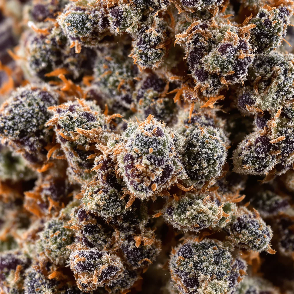 Aliens On Moonshine cannabis bud close-up showing dense purple-tinged calyxes
