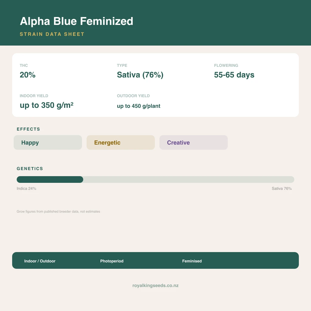 Alpha Blue 24% indica / 76% sativa flower with visible trichomes
