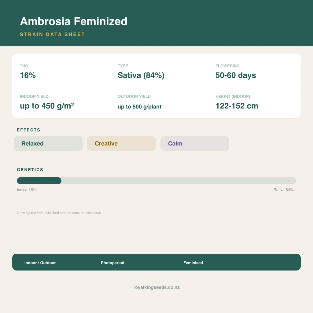 Ambrosia 16% indica / 84% sativa flower with visible trichomes