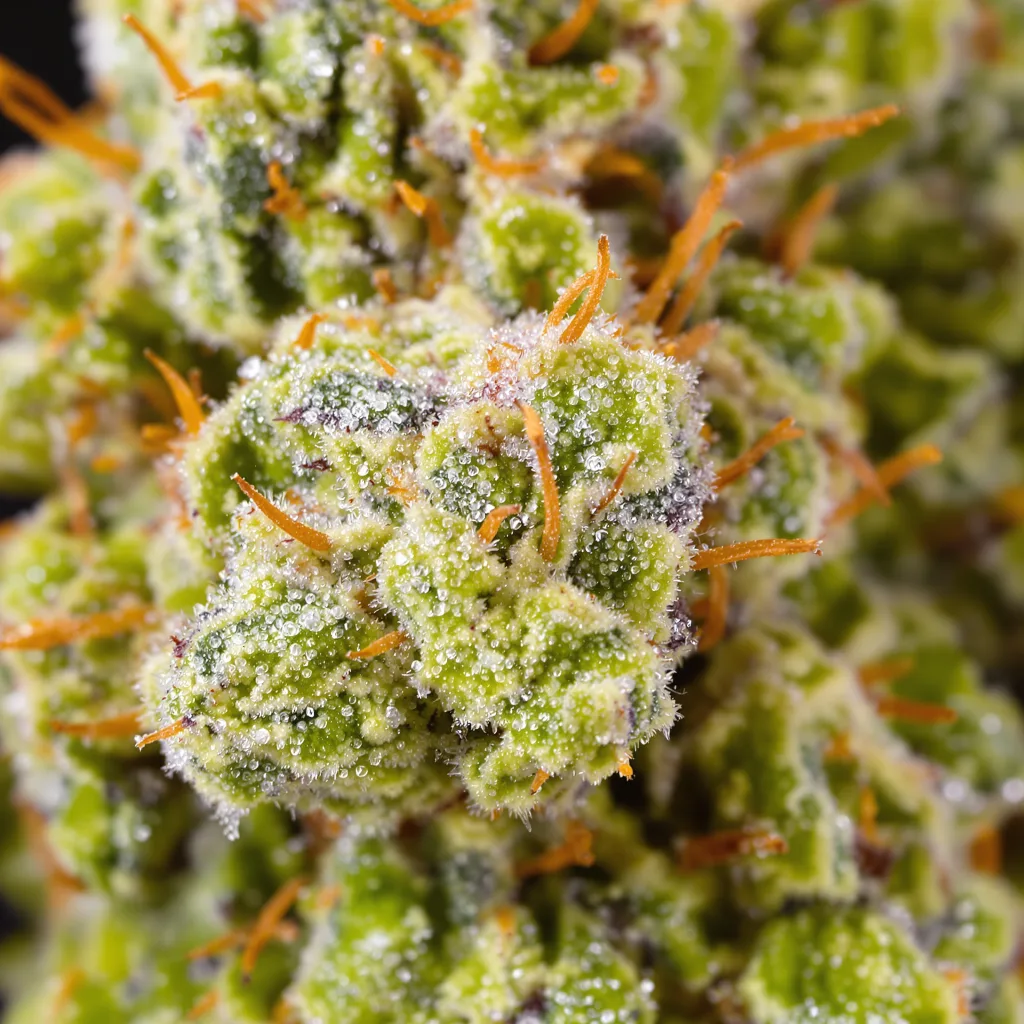 American Haze cannabis bud close-up showing lime-green airy structure