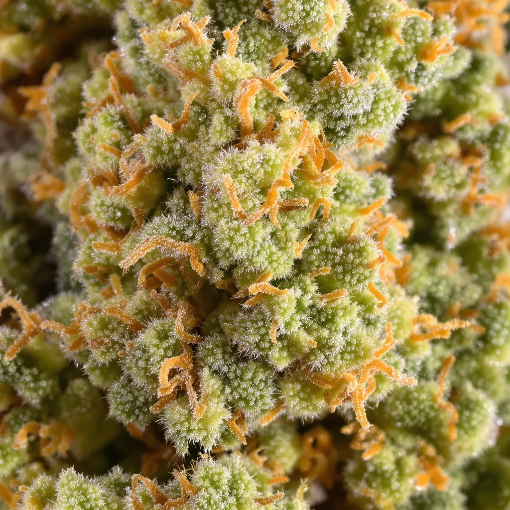 Amherst Diesel cannabis bud close-up showing lime-green airy structure