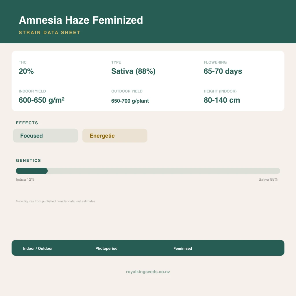 Amnesia Haze 12% indica / 88% sativa flower with visible trichomes