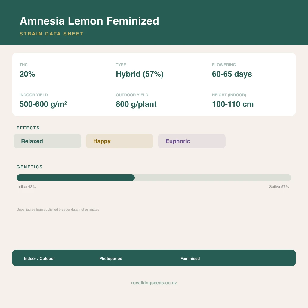 Amnesia Lemon 43% indica / 57% sativa flower with visible trichomes