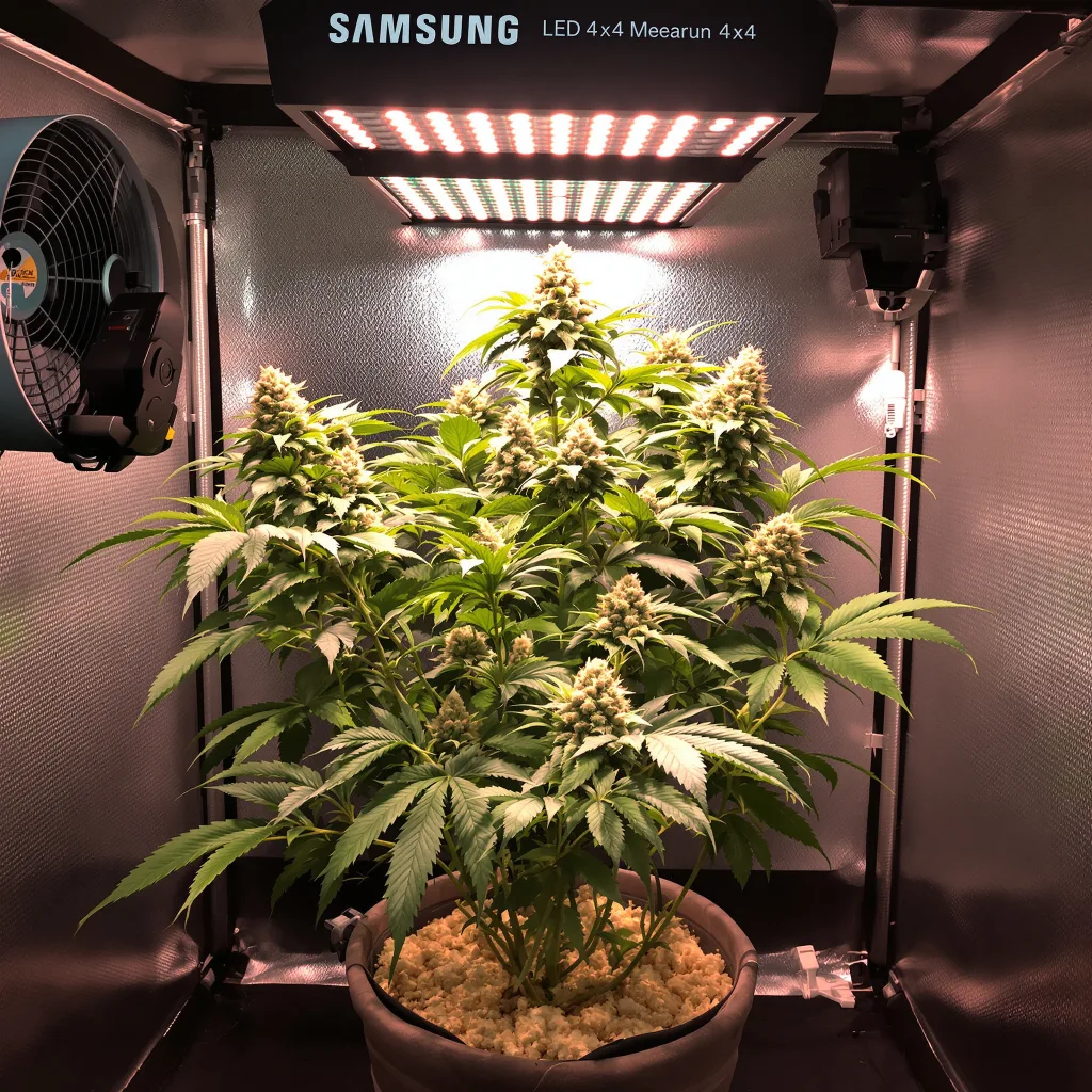 Anesthesia cannabis plant in flowering stage — 90-130 cm feminised