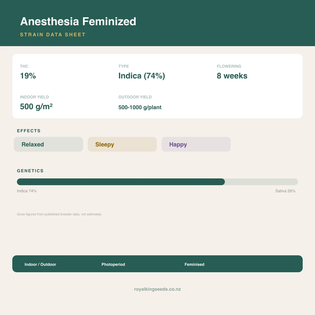 Anesthesia 74% indica / 26% sativa flower with visible trichomes