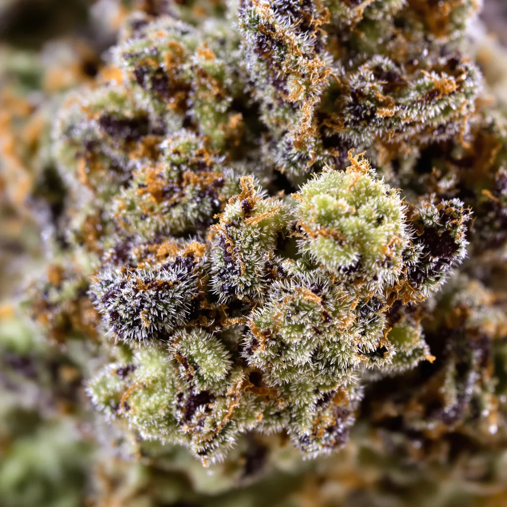 Animal Cookies cannabis bud close-up showing dense purple-tinged calyxes