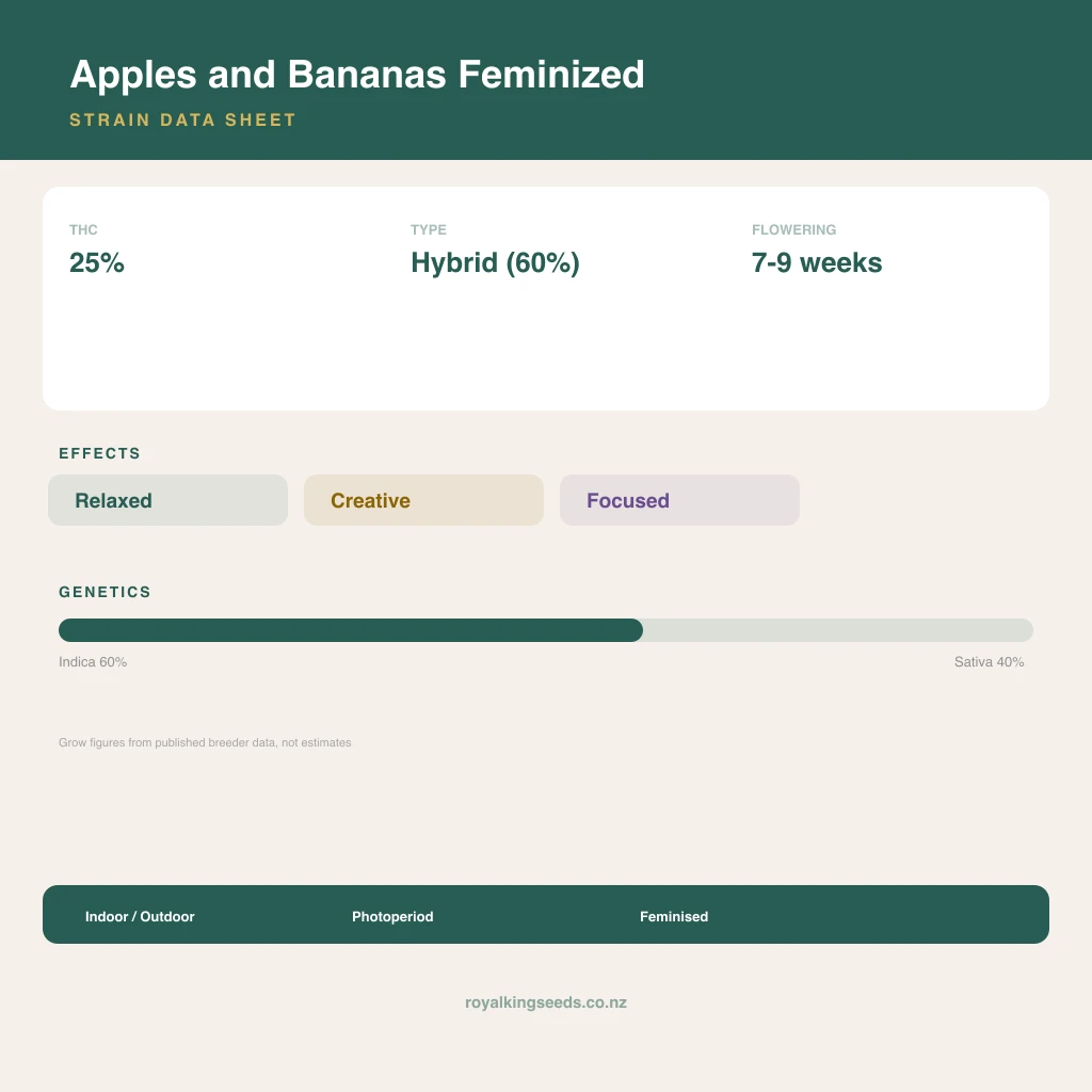 Apples and Bananas 60% indica / 40% sativa flower with visible trichomes