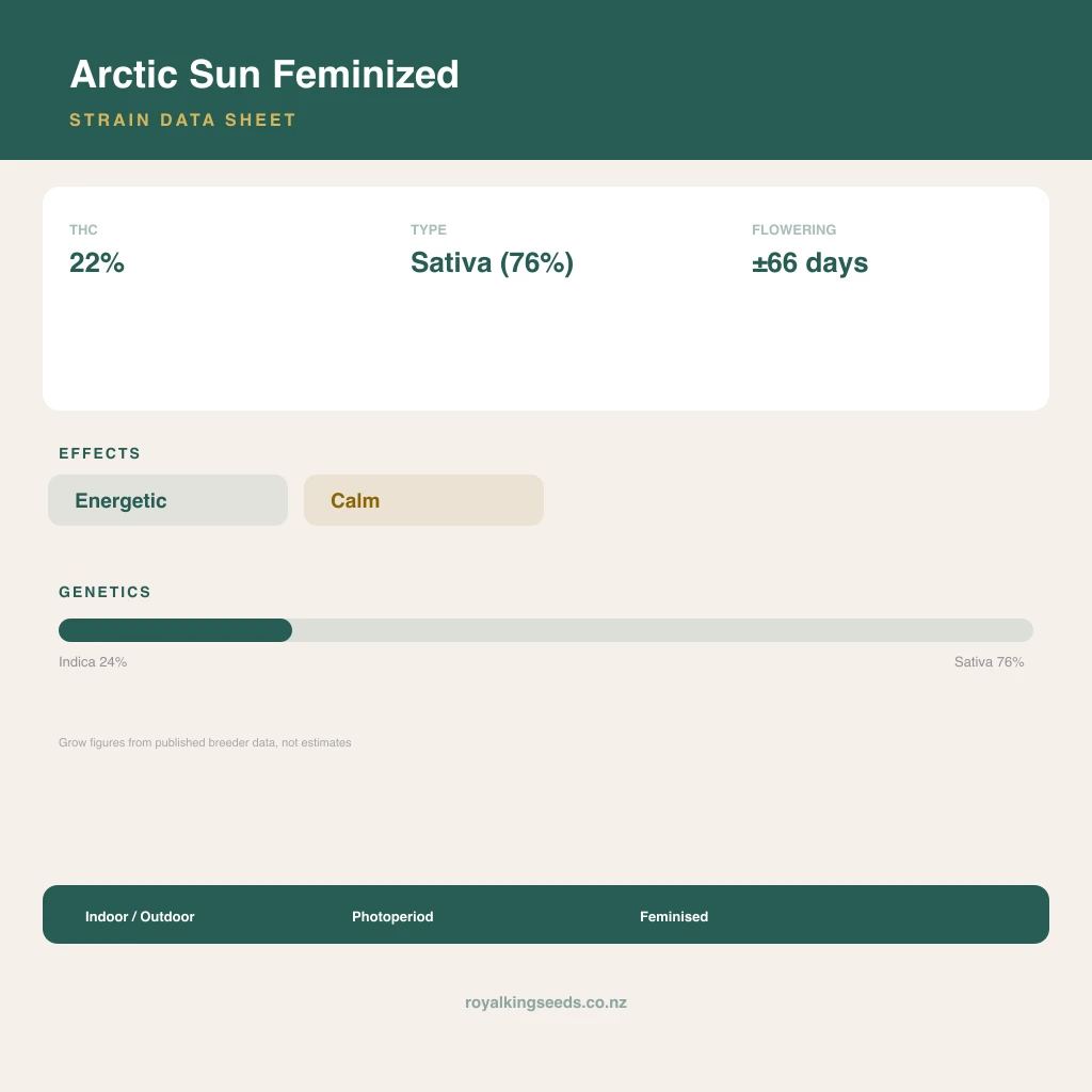 Arctic Sun 24% indica / 76% sativa flower with visible trichomes