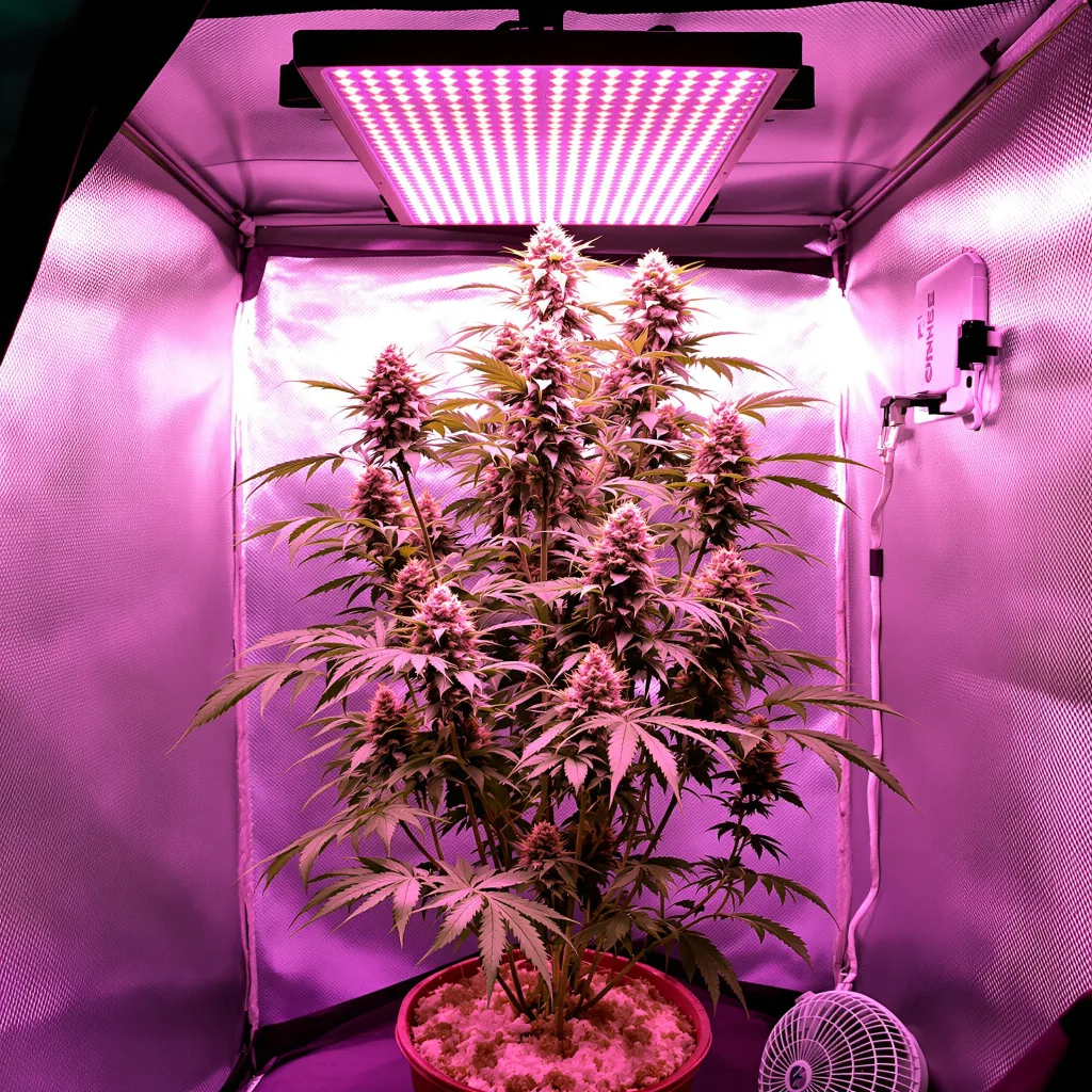 Atomic Northern Lights cannabis plant in flowering stage — 120-180 cm feminised