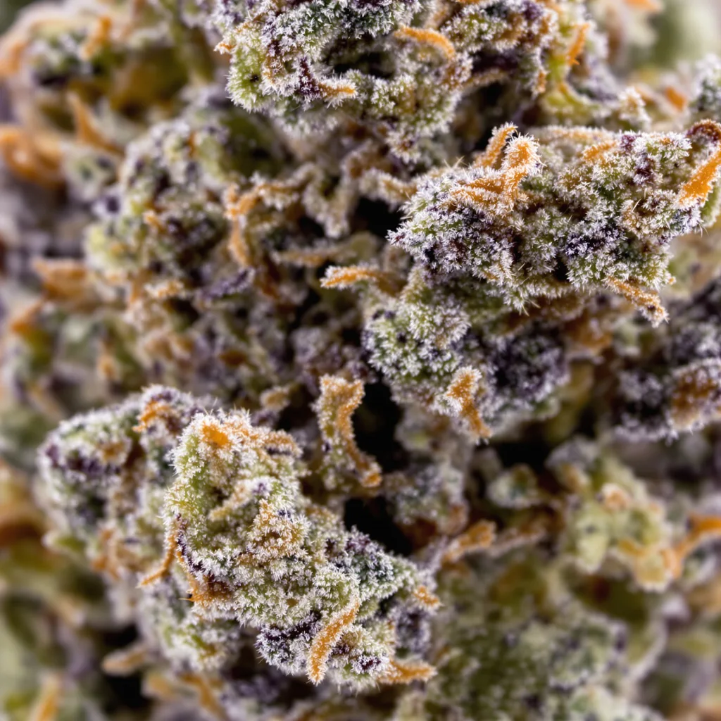 Banana Candy cannabis bud close-up showing dense purple-tinged calyxes