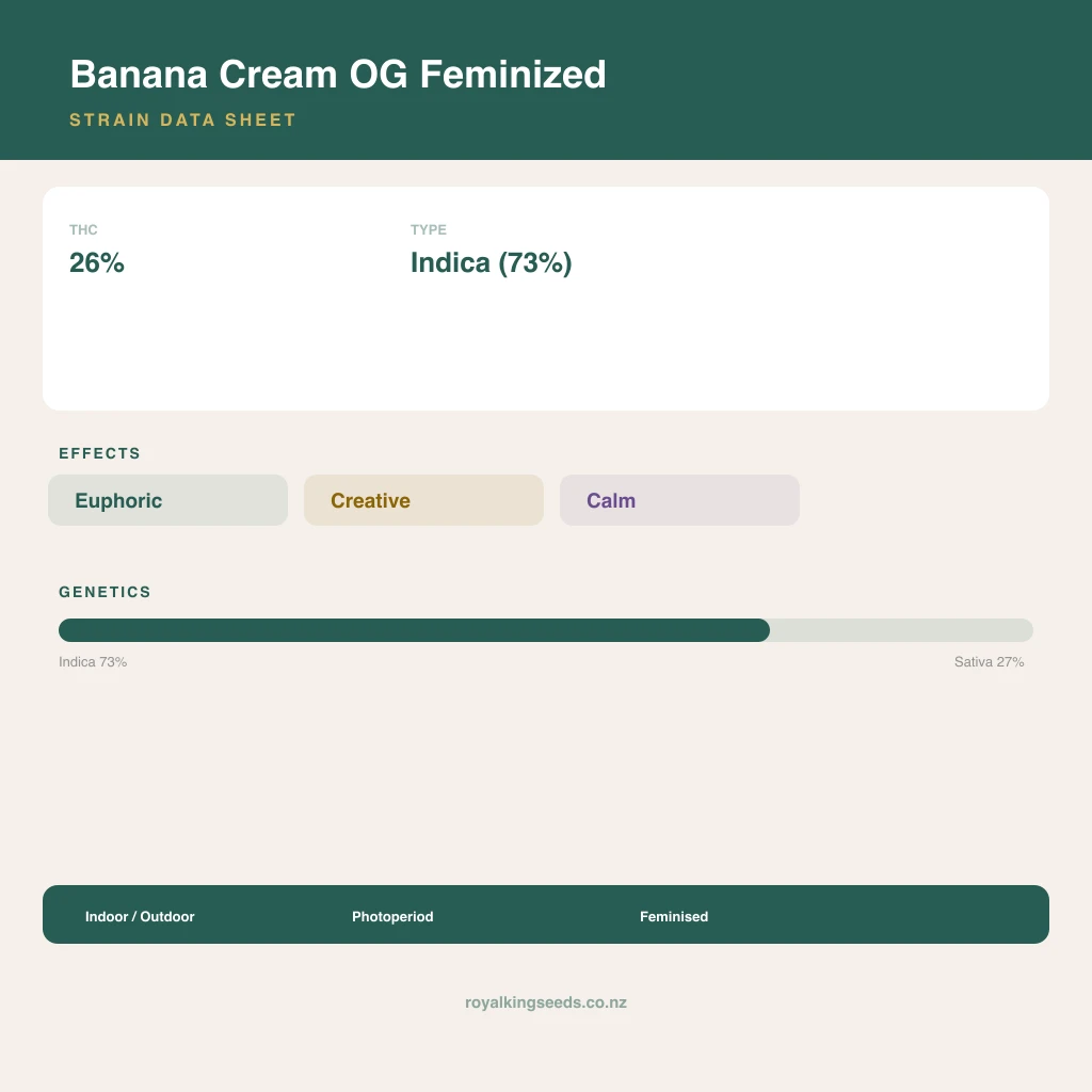 Banana Cream OG 73% indica / 27% sativa flower with visible trichomes