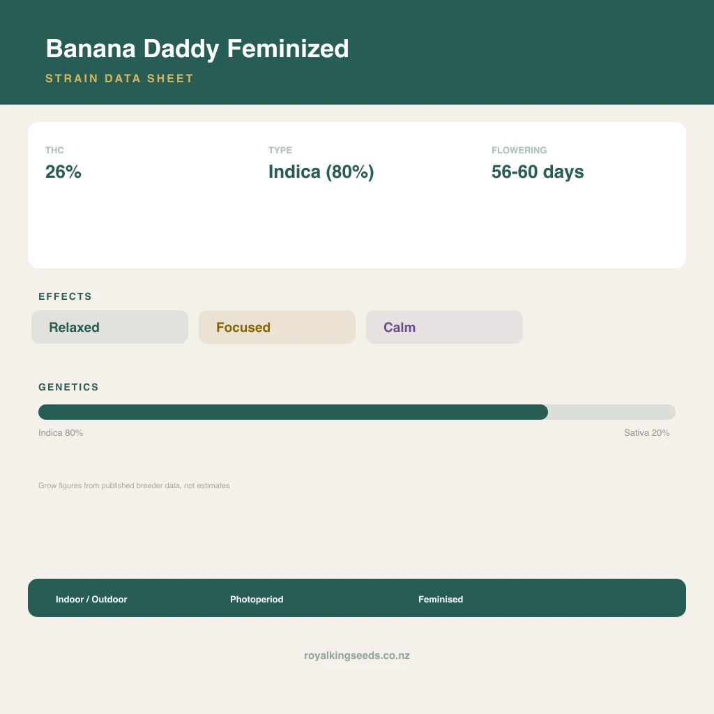 Banana Daddy 80% indica / 20% sativa flower with visible trichomes