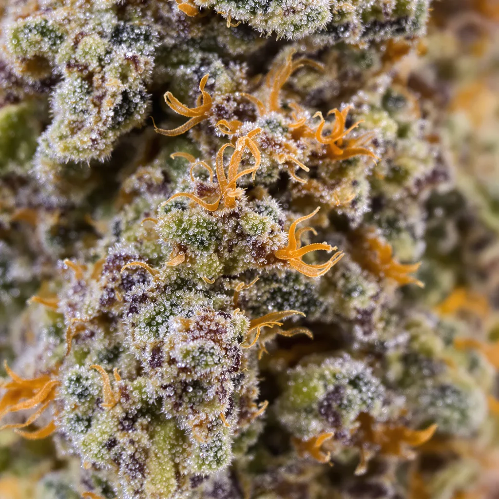 Banana Daddy cannabis bud close-up showing dense purple-tinged calyxes