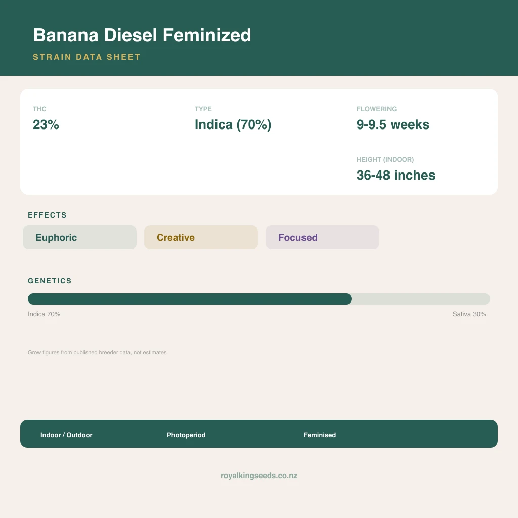 Banana Diesel 70% indica / 30% sativa flower with visible trichomes