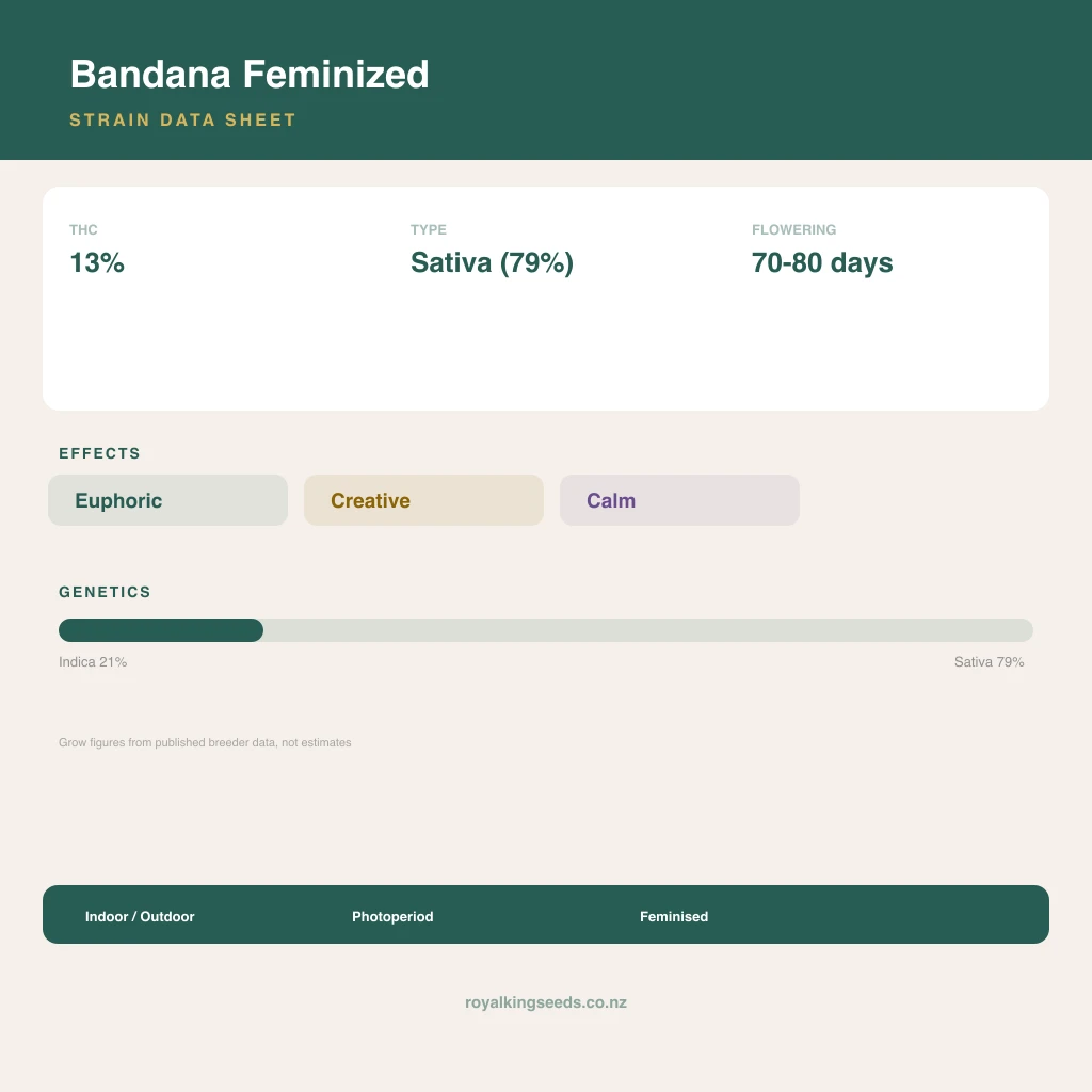 Bandana 21% indica / 79% sativa flower with visible trichomes