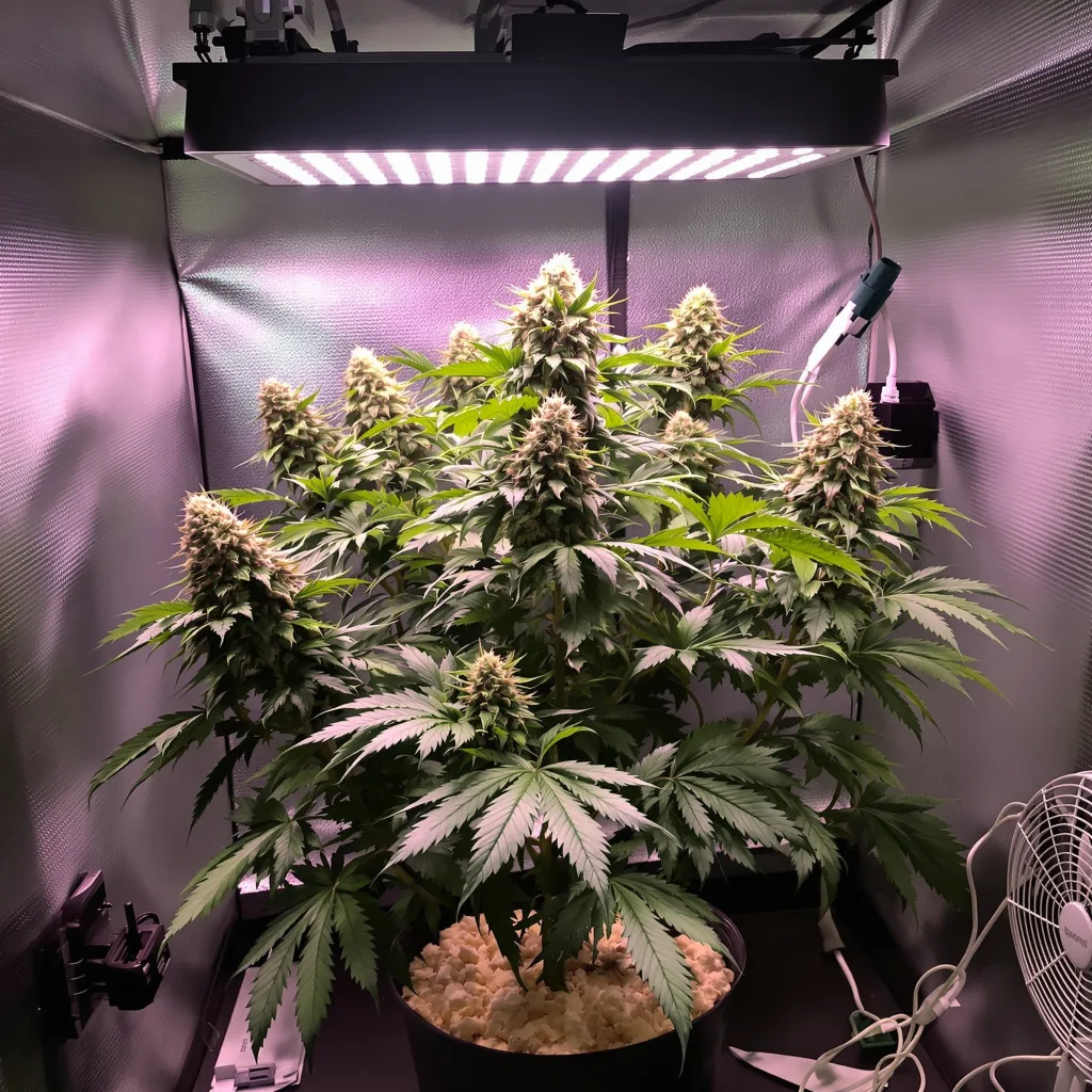 Bay Dream cannabis plant in flowering stage — 90-130 cm feminised