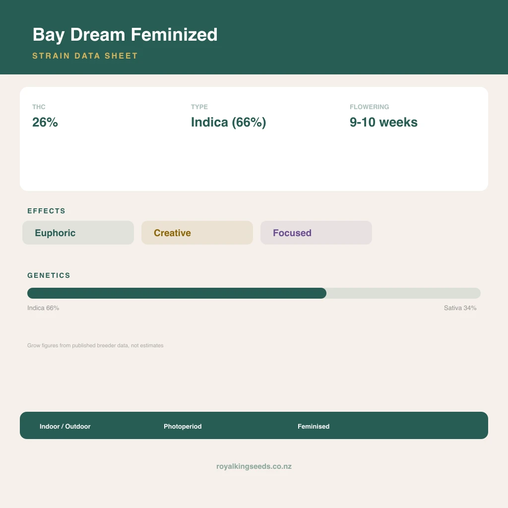 Bay Dream 66% indica / 34% sativa flower with visible trichomes