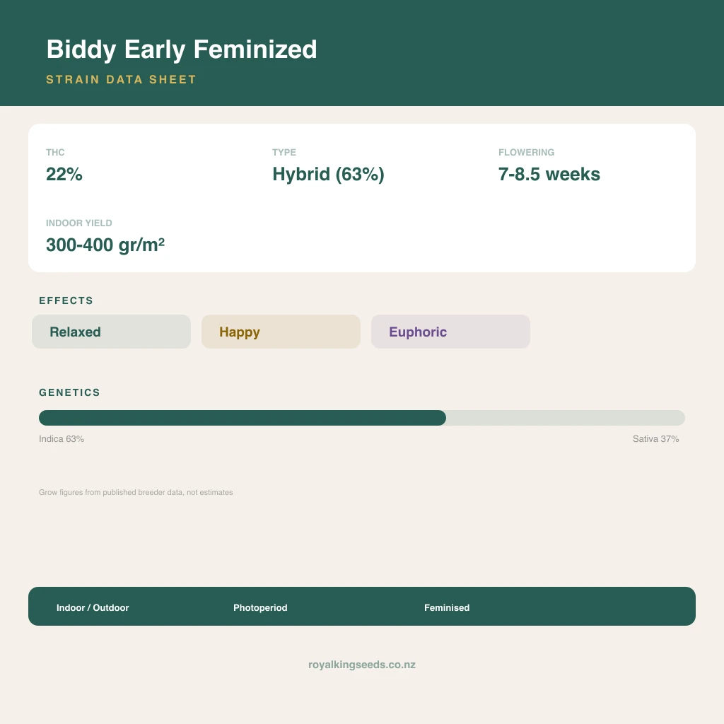 Biddy Early 63% indica / 37% sativa flower with visible trichomes