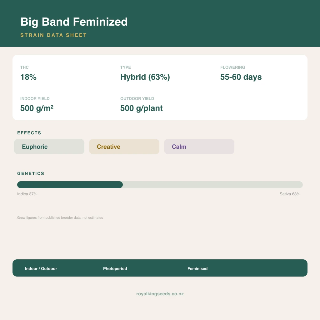 Big Band 37% indica / 63% sativa flower with visible trichomes