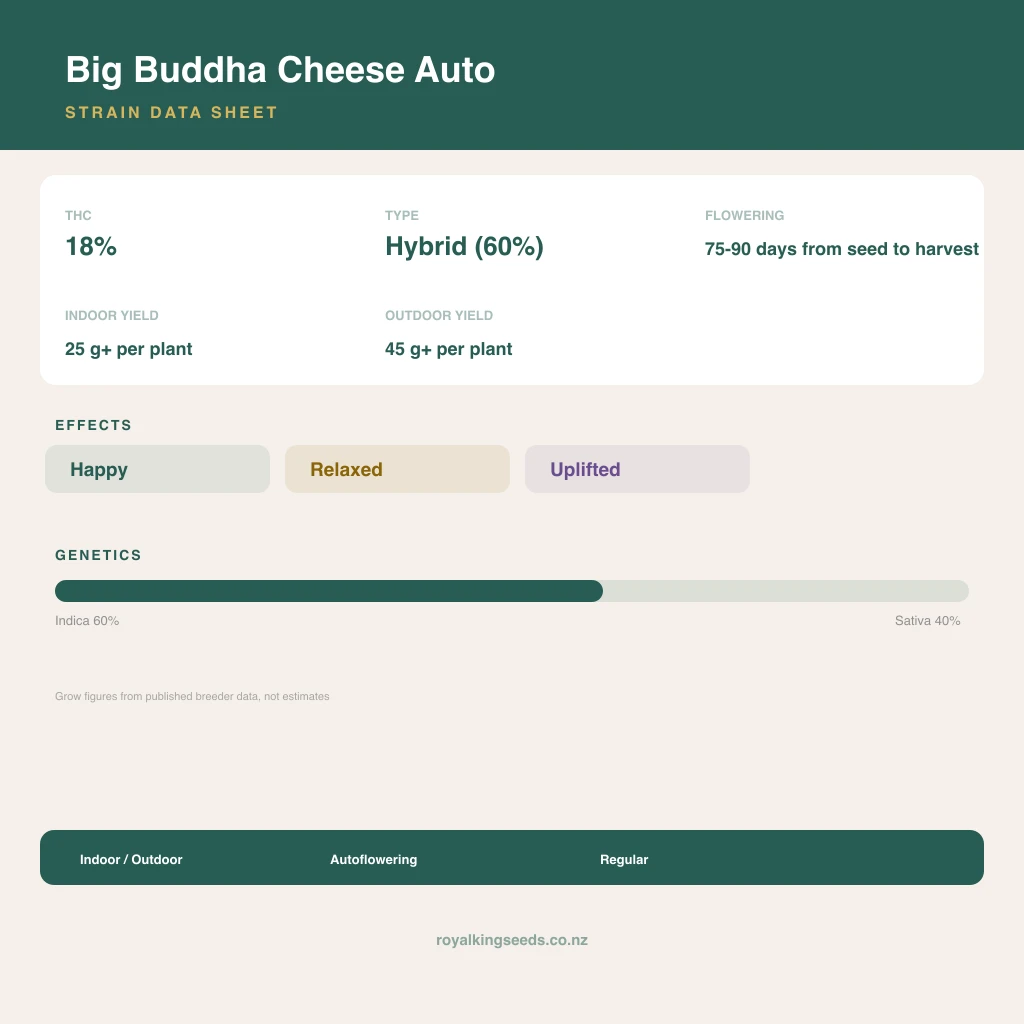 Big Buddha Cheese 60% indica / 40% sativa flower with visible trichomes