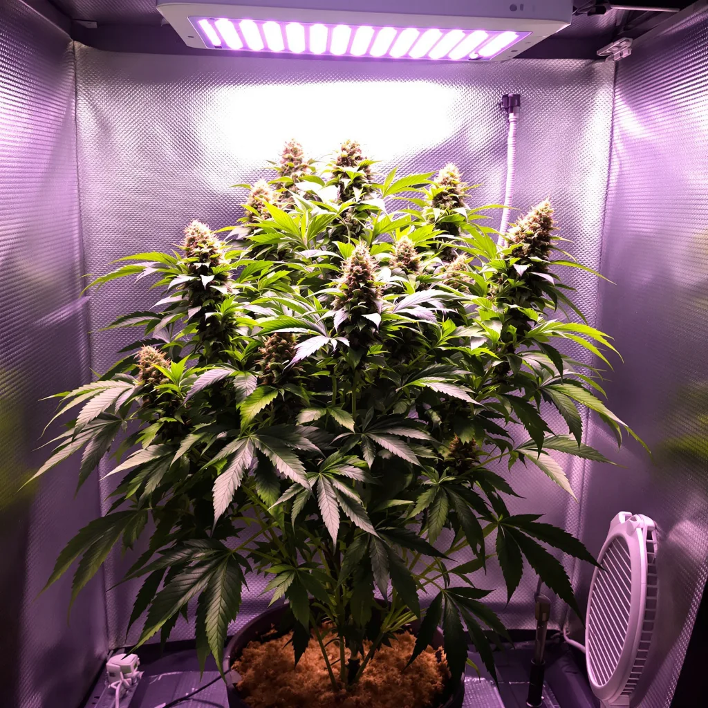 Big Cheese cannabis plant in flowering stage — 90-130 cm feminised