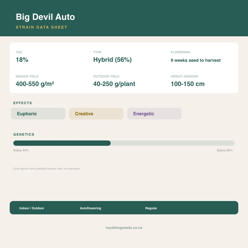 Big Devil 44% indica / 56% sativa flower with visible trichomes