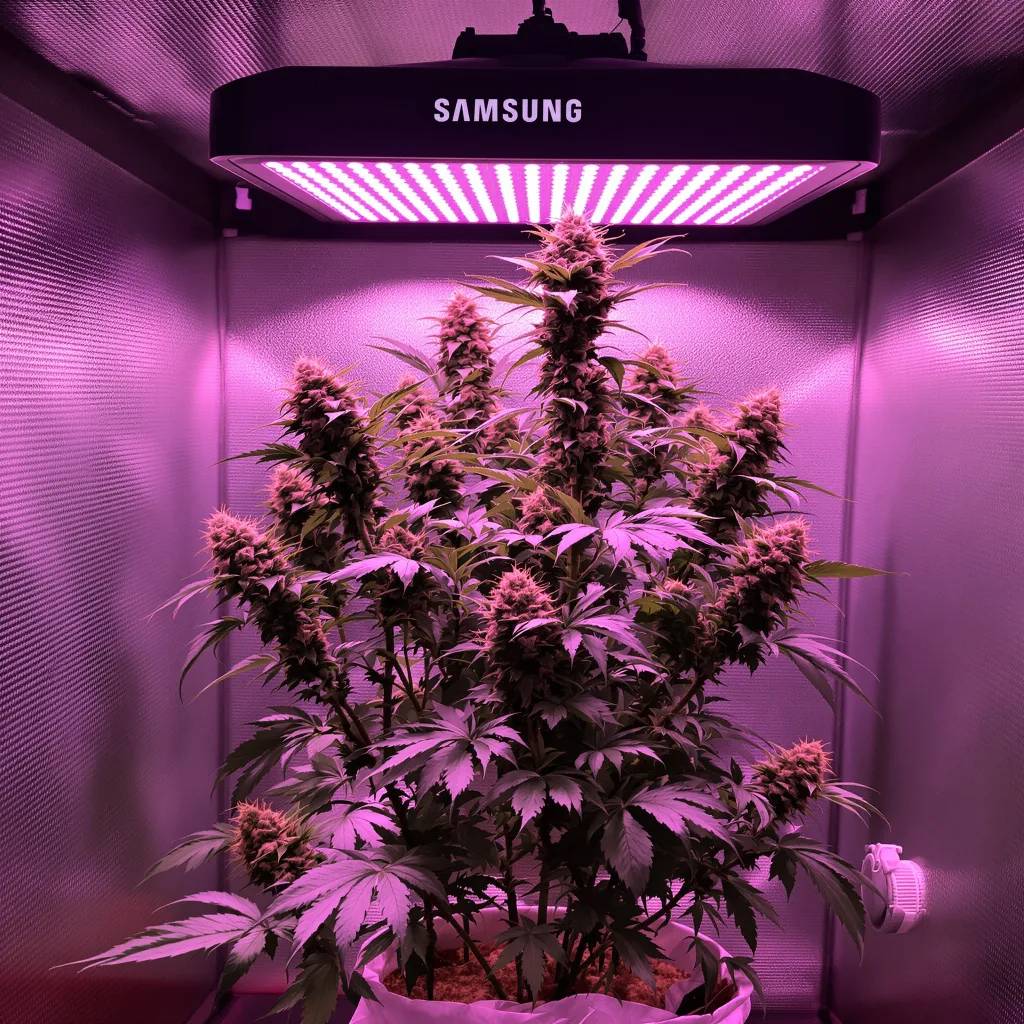 Big Smooth cannabis plant in flowering stage — 120-180 cm feminised