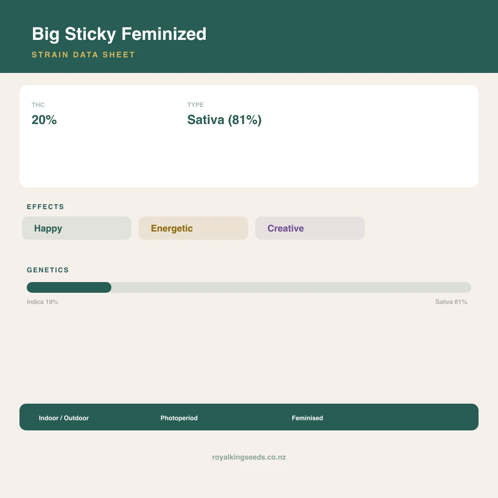 Big Sticky 19% indica / 81% sativa flower with visible trichomes