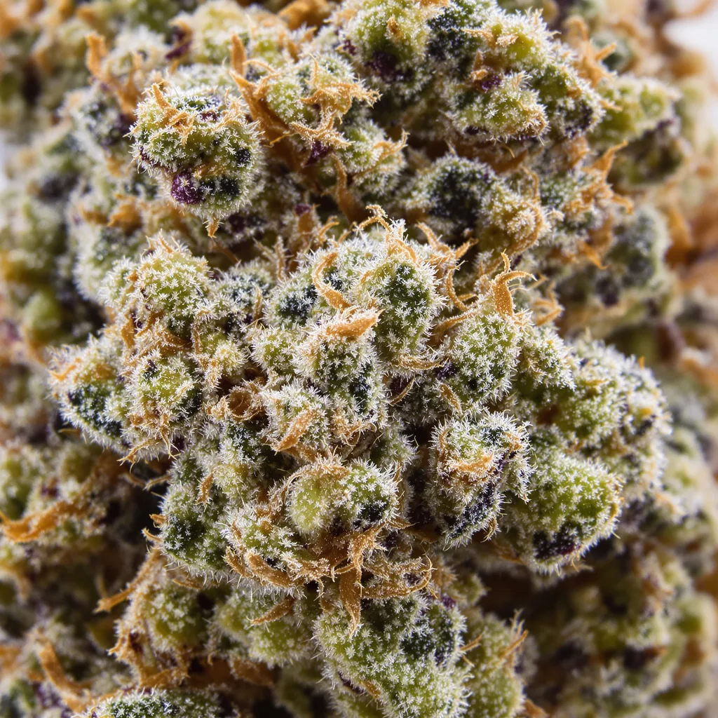 Bio Diesel cannabis bud close-up showing balanced bud structure with frosted trichomes