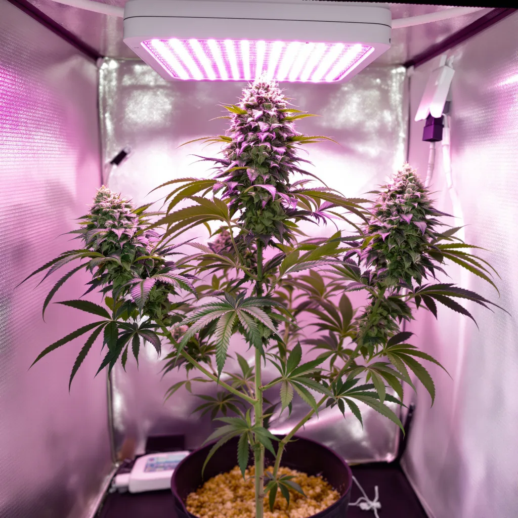 Black Bubba cannabis plant in flowering stage — 60-100 cm autoflower