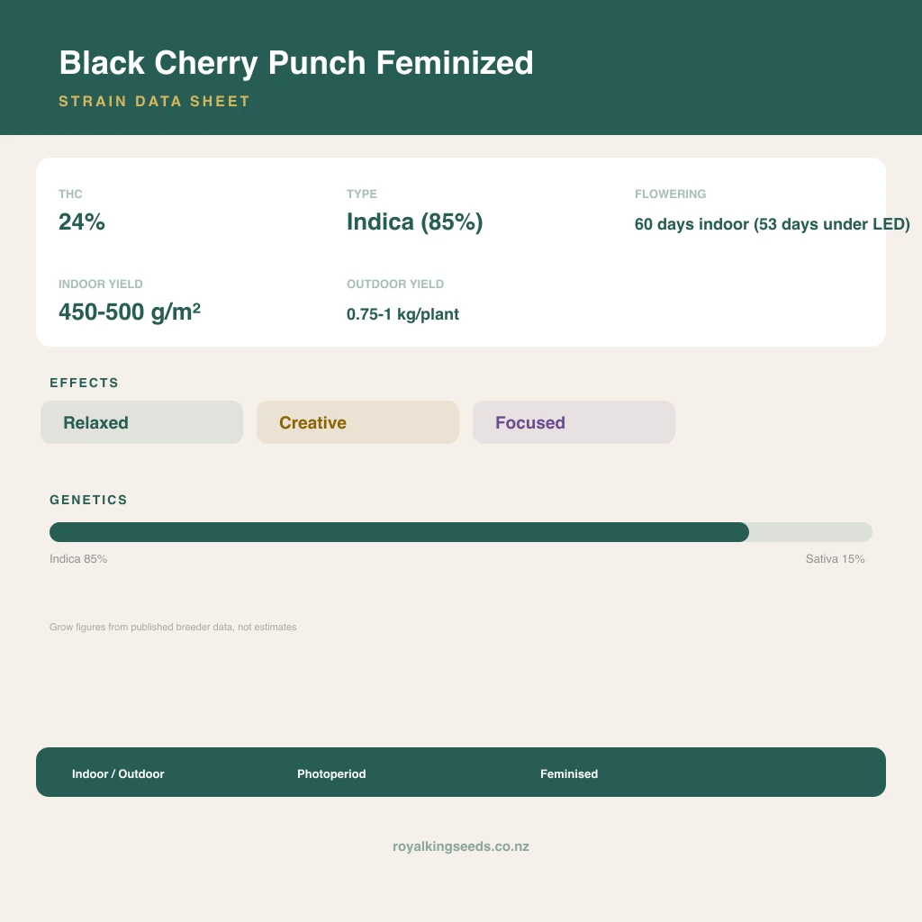 Black Cherry Punch 85% indica / 15% sativa flower with visible trichomes