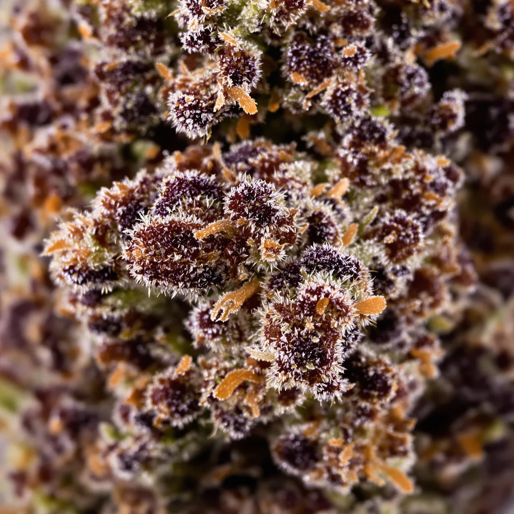 Black Cherry Punch cannabis bud close-up showing dense purple-tinged calyxes